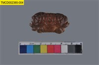 藏品(絨毛仿銀杏蟹)的圖片